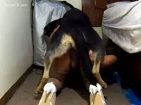 Bitch clothed up [ Animal XXX and Beastialty Sex ] for her dog
